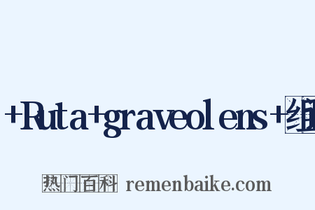 +Ruta+graveolens+组词是什么意思的图片